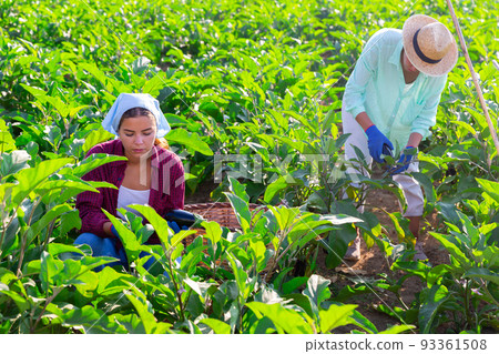 Two women harvesting eggplants 93361508