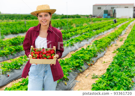 Woman posing on field with gathered strawberry Woman posing on field with gathered strawberry 93361720