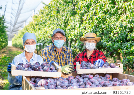 Three plantation workers with boxes full of plums 93361723