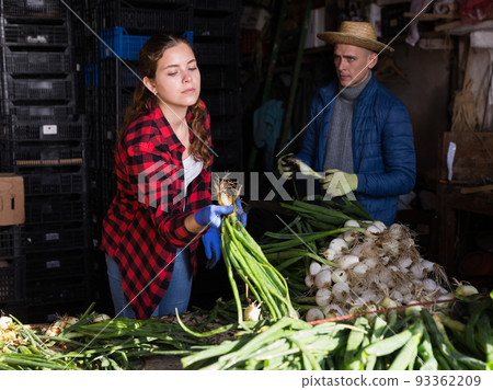 Couple of farmers sorting green onions after harvest Couple of farmers sorting green onions after harvest 93362209