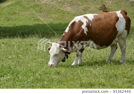 A cow with a cowbell eating pasture A cow with a cowbell eating pasture 93362448