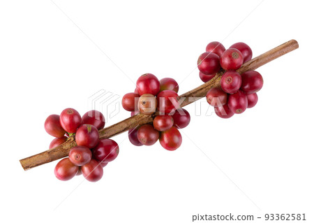 Fresh Arabica Coffee beans ripening isolated on white background Fresh Arabica Coffee beans ripening isolated on white background 93362581