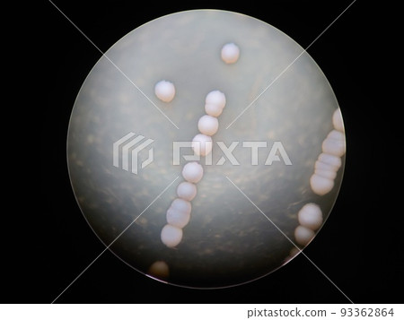 連續的酵母菌落 連續的酵母菌落 93362864