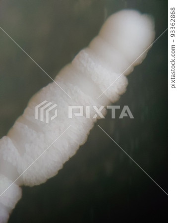 Observation of yeast colonies under a stereomicroscope 93362868