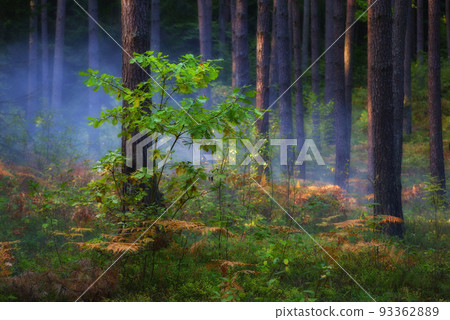autumn morning in the forest autumn morning in the forest 93362889