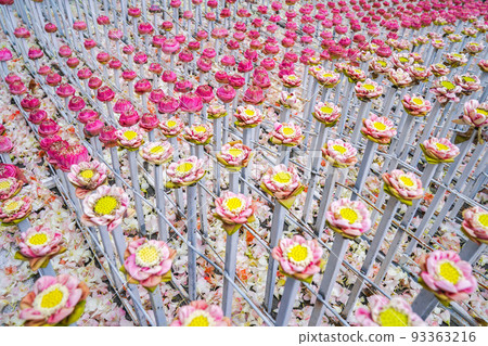 a lot fo pink and white lotus derate in flower event, for background or an idea for event and backdrop. 93363216