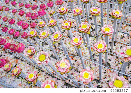 a lot fo pink and white lotus derate in flower event, for background or an idea for event and backdrop. 93363217