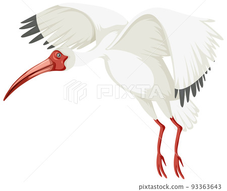 American white ibis isolated 93363643
