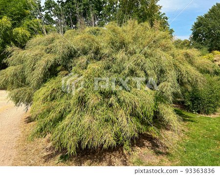 Closeup on an aggregation of the Asian umbrella bamboo, Fargesia murielae in the Botanical garden,Meise 93363836
