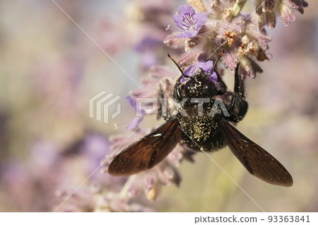 A colorful upward angle closeup on a large carpenter bee, Xylocopa violacea on purple Perovksia jangii flowers A colorful upward angle closeup on a large carpenter bee, Xylocopa violacea on purple Perovksia jangii flowers 93363841