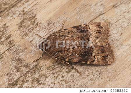 Closeup on the dark brown pyramidal green fruitworm owlet moth, Amphipyra pyramidea 93363852