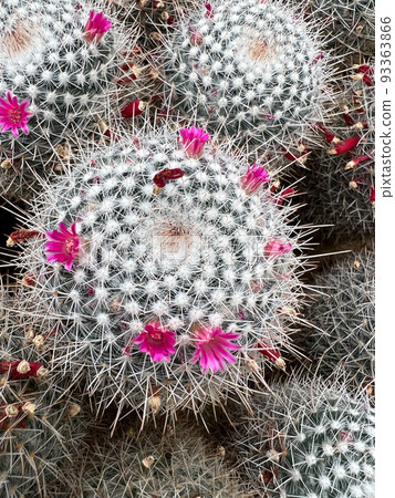 Closeup on the Mexican twin spined cactus, Mammillaria geminispina with it's Carmine pink flowers 93363866