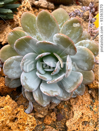 Closeup on a popular slow growing Mexican succulent , Echeveria laui 93363870