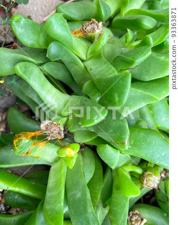Closeup on the South- African Glottiphyllum oligocarpum succulent plant 93363871