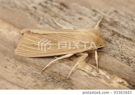 Closeup on a Common Wainscot owlet moth, Mythimna pallens sitting on wood Closeup on a Common Wainscot owlet moth, Mythimna pallens sitting on wood 93363883