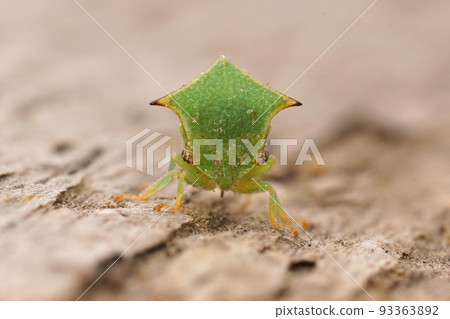 Frontal closeup on a colorful green mediterranean buffalo treehopper Stictocephala bisonia sitting on wood Frontal closeup on a colorful green mediterranean buffalo treehopper Stictocephala bisonia sitting on wood 93363892