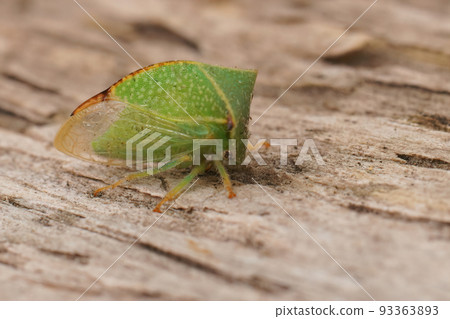 Closeup on a colorful green mediterranean buffalo treehopper Stictocephala bisonia sitting on wood Closeup on a colorful green mediterranean buffalo treehopper Stictocephala bisonia sitting on wood 93363893