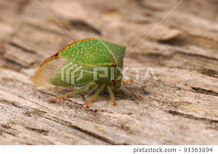 Closeup on a colorful green mediterranean buffalo treehopper Stictocephala bisonia sitting on wood 93363894