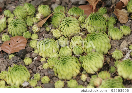 Closeup on a an aggregation of small green succulent catus , Sempervivum pumilum 93363906