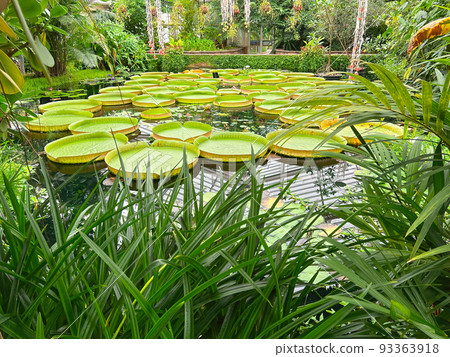 Closeup on the tropical giant waterlily, Victoria cruziana with is huge floating green leafs 93363918