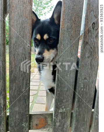 Closeup on a crossbred of Husky and Sheppard dog, looking through a hole in the fence Closeup on a crossbred of Husky and Sheppard dog, looking through a hole in the fence 93363925