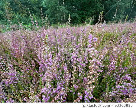 A scenic wide angle shot on a moorland filled with purple blossoming common Heather, Calluna vulgaris 93363933
