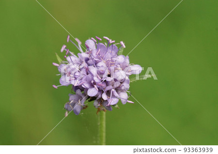 Closeup on the colorful blue flower of the devil's-bit scabious, Succisa pratensis Closeup on the colorful blue flower of the devil's-bit scabious, Succisa pratensis 93363939