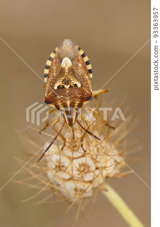 Vertical closeup on a mediterranean shieldbug , Codophila varia, against a brown blurred background 93363957