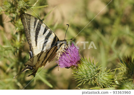 Closeup on a Mediterranean scarce swallowtail butterfly , drinking nectar fomr a purple thistle flower 93363960