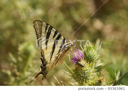 Closeup on a Mediterranean scarce swallowtail butterfly , drinking nectar fomr a purple thistle flower 93363961
