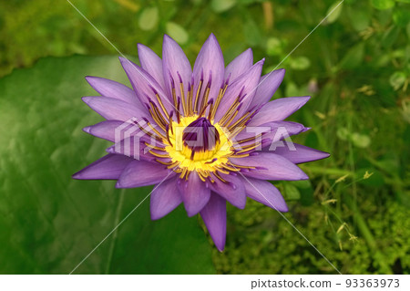 Closeup on the colorful blue-purple Waterlily, Nymphea 'Director G.T. Moore' , in the water 93363973