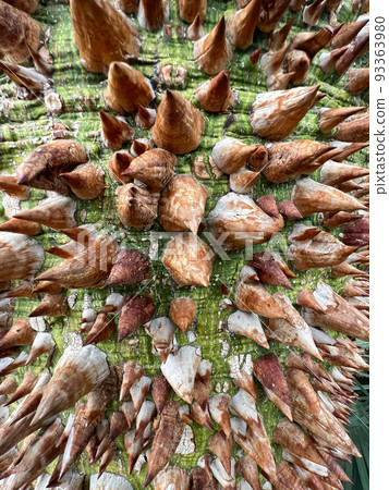 Closeup on the thorny tree trunk of the South American White silk floss tree, Ceiba insignis 93363980