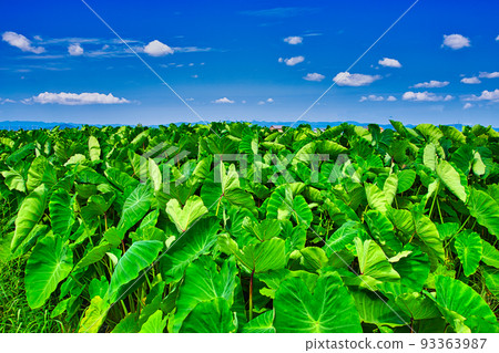 Rural landscape - Along the Yue Mei North Line 93363987