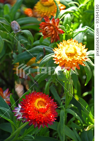 Helichrysum (Cororo) Helichrysum (Cororo) 93364160