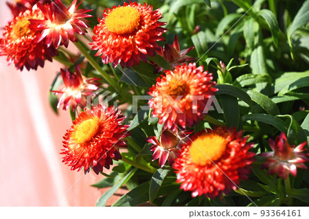 蠟菊（科羅羅） 93364161