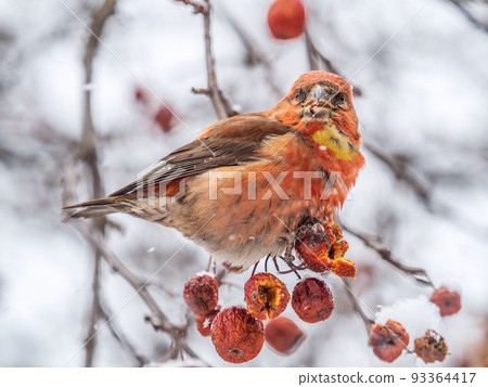 Red Crossbill male sitting on the tree branch and eats wild apple berries. Crossbill bird eats berries. Red Crossbill male sitting on the tree branch and eats wild apple berries. Crossbill bird eats berries. 93364417
