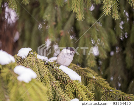 Cute bird the willow tit, song bird sitting on the fir branch with snow in winter 93364430