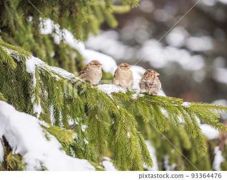 Three Sparrows sits on a fir branch with snow or winter Three Sparrows sits on a fir branch with snow or winter 93364476
