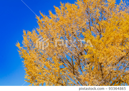 [東京的都市風景]丸之內和銀杏樹周圍 93364865