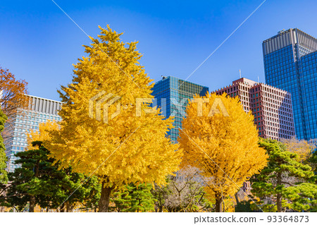 [Urban scenery of Tokyo] Around Marunouchi and ginkgo trees 93364873