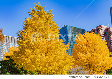 [Urban scenery of Tokyo] Around Marunouchi and ginkgo trees 93364875