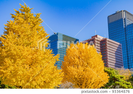 [Urban scenery of Tokyo] Around Marunouchi and ginkgo trees 93364876