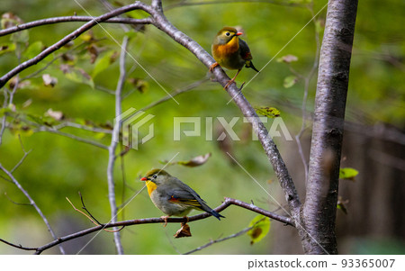 EOS5D.Hiroshima Shobara, friends with different colors. 93365007