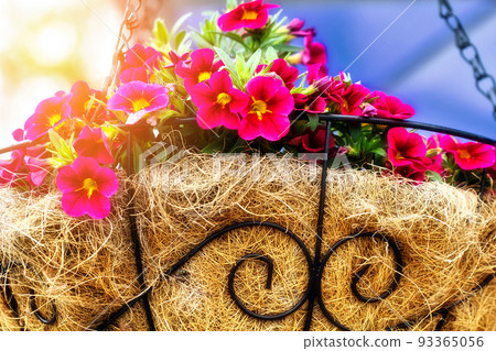 Red flowers in decorative straw pot hang on chain in street. Colorful background. Landscaping and Red flowers in decorative straw pot hang on chain in street. Colorful background. Landscaping and 93365056