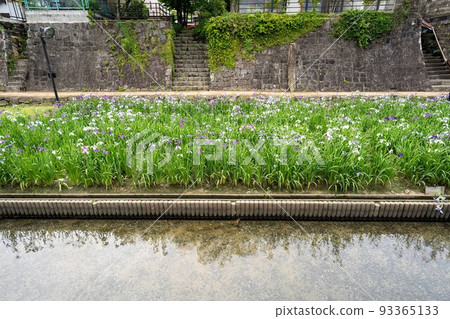熊本縣玉名市高瀨浦川花節 熊本縣玉名市高瀨浦川花節 93365133