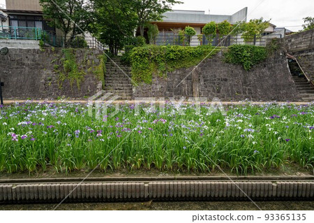 熊本縣玉名市高瀨浦川花節 熊本縣玉名市高瀨浦川花節 93365135