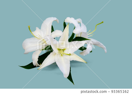white lily casablanca on blue background white lily casablanca on blue background 93365162