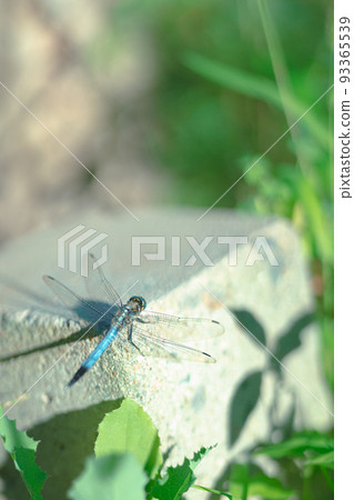 A dragonfly resting in the garden 93365539