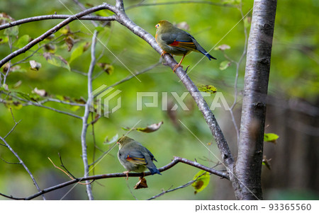 EOS5D.Hiroshima Shobara, take off or take off. 93365560