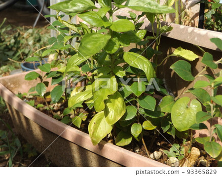 Homegrown herbs and basil grown in a planter Homegrown herbs and basil grown in a planter 93365829